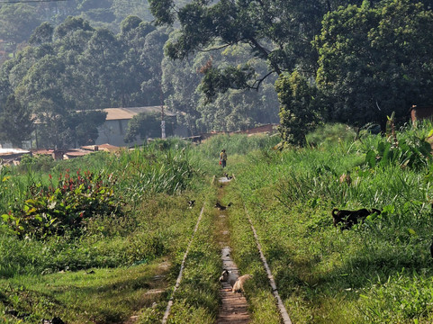 Diddy Safaris Uganda-坎帕拉必去景点