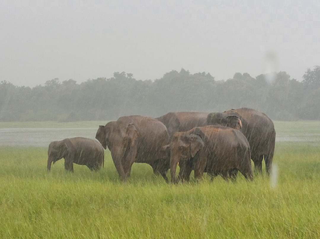 Rana's Travel Counter & Information Center-哈巴拉娜必去景点