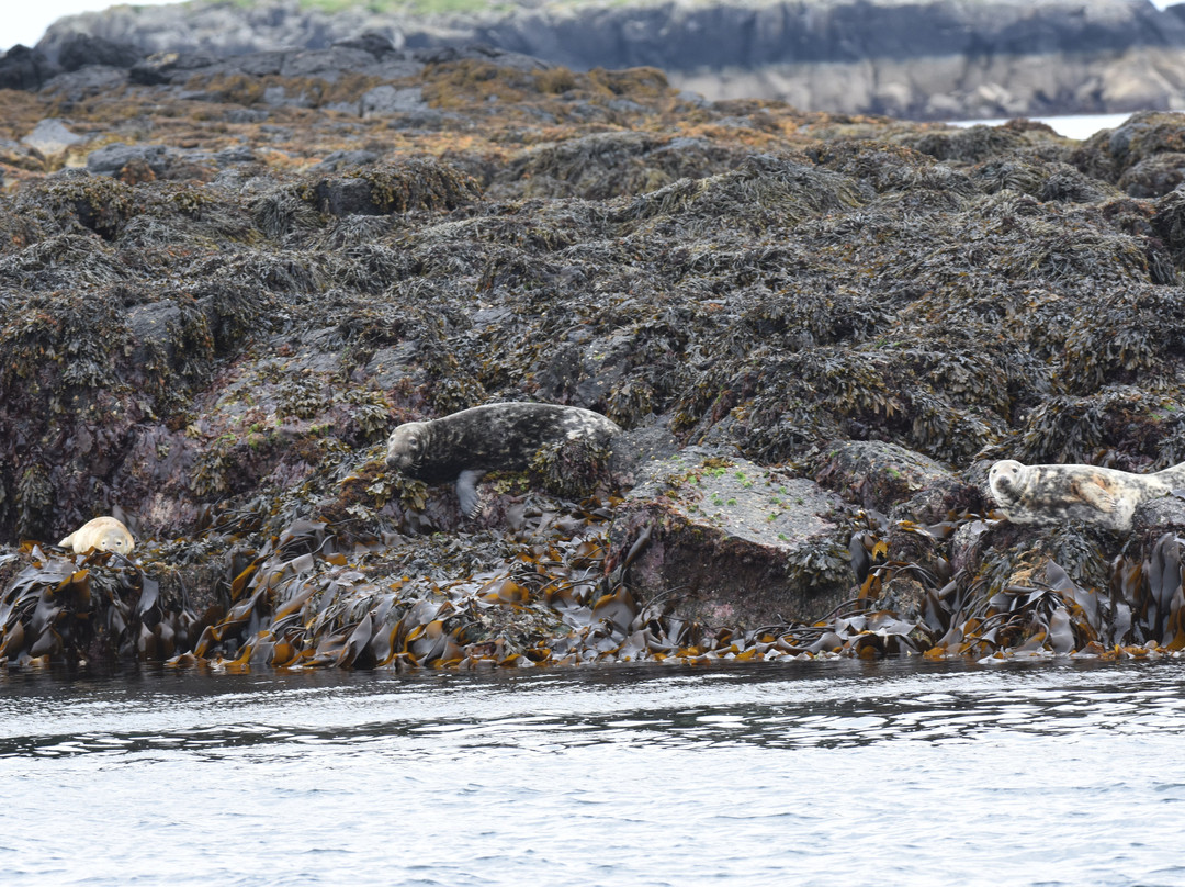 Mull Wildlife Breaks-Salen必去景点