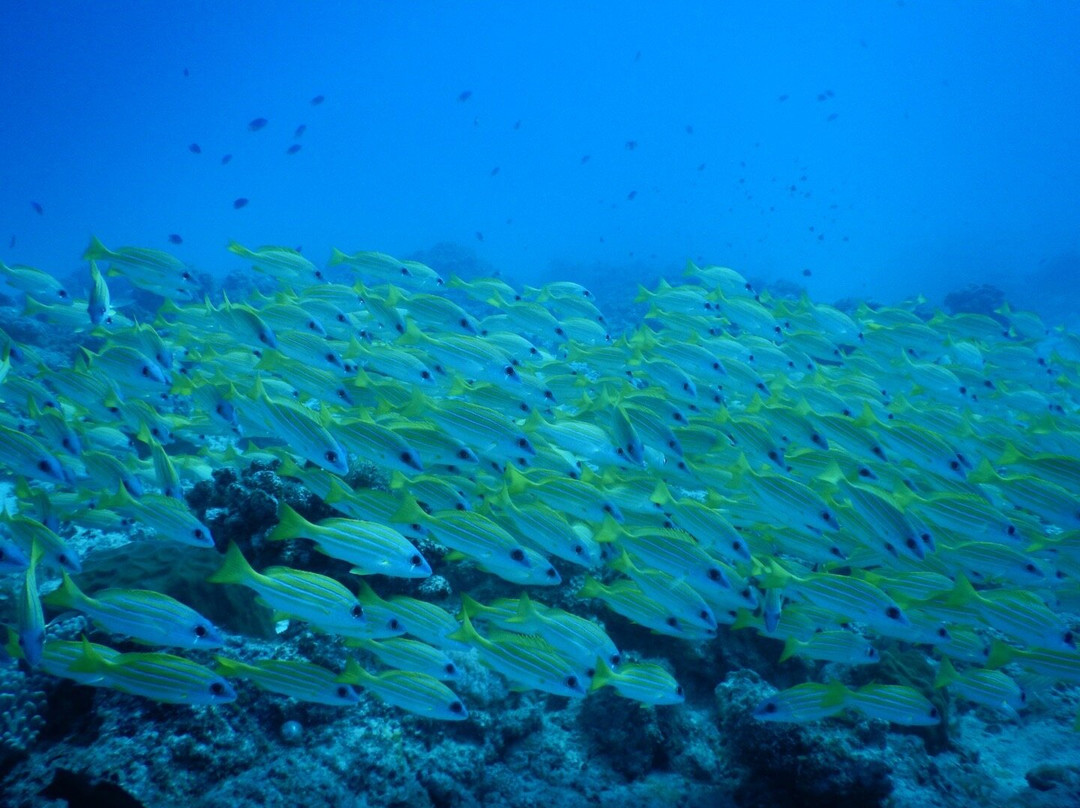 Orca Dive Club - Pereybere-Pereybere必去景点