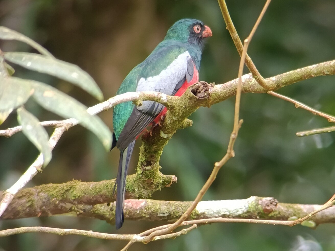 Corcovado Hiking Tours-希门尼斯港必去景点