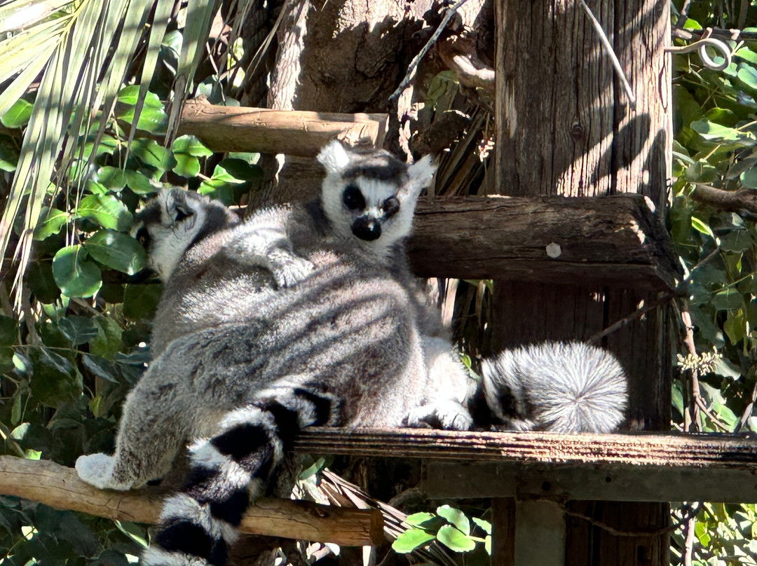 Monkey Park-Modiin必去景点