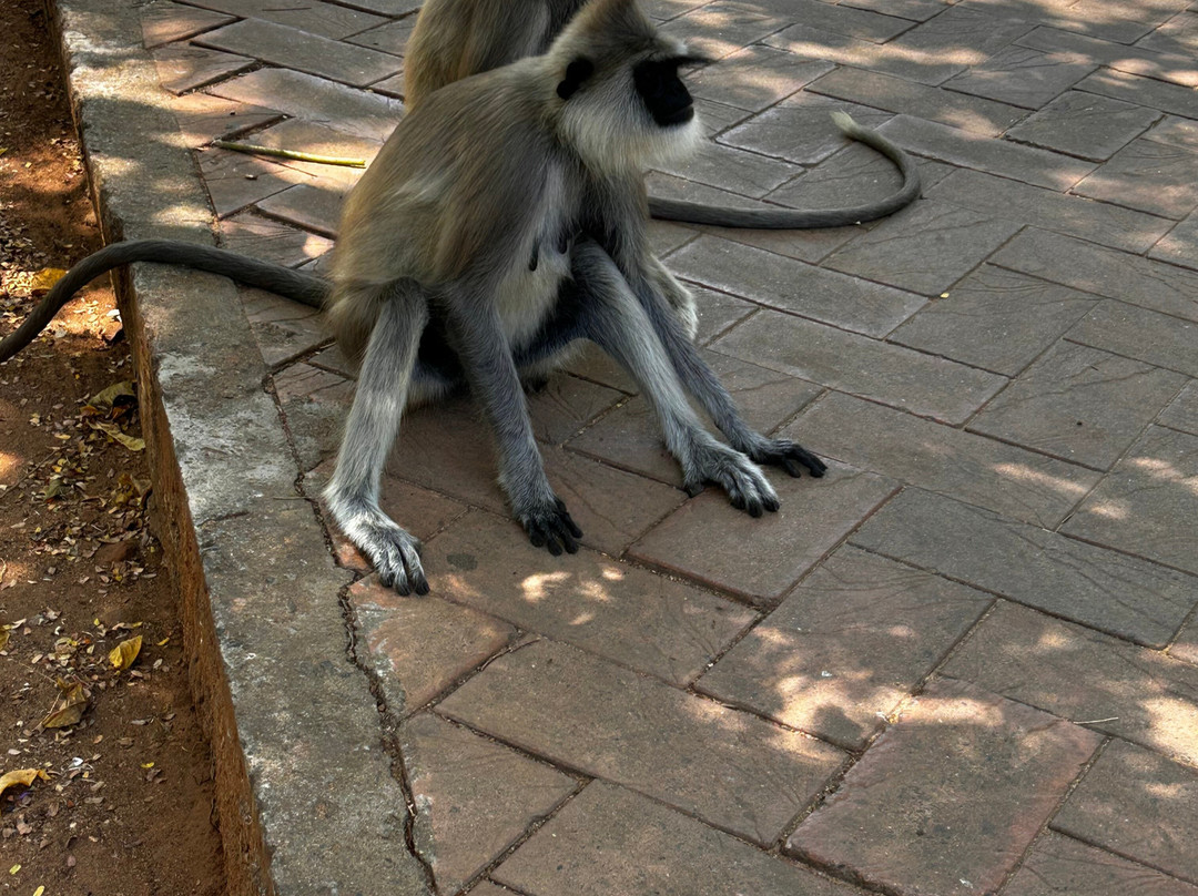 Ceylon leisure travels with sanju-Ja Ela必去景点