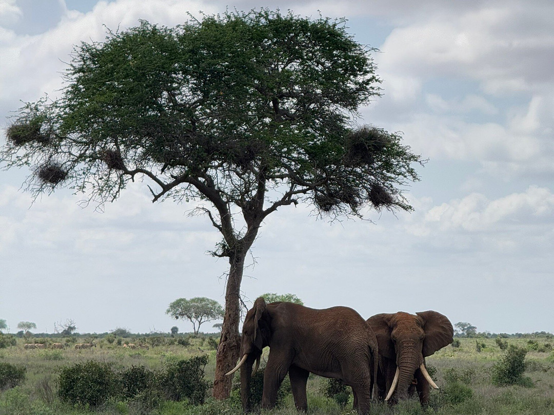 Agenzia Safari Vera Africa-东察沃国家公园必去景点