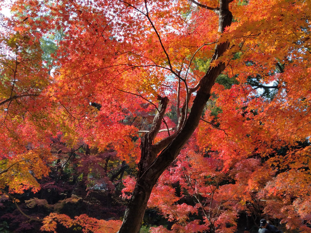 Nagaoka Tenmangu-长冈京市必去景点