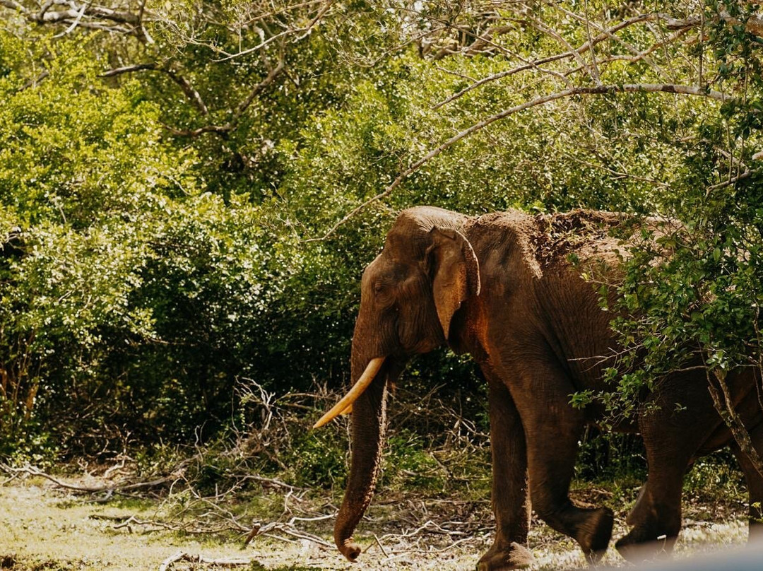D.S Tours Day Tours-尼甘布必去景点