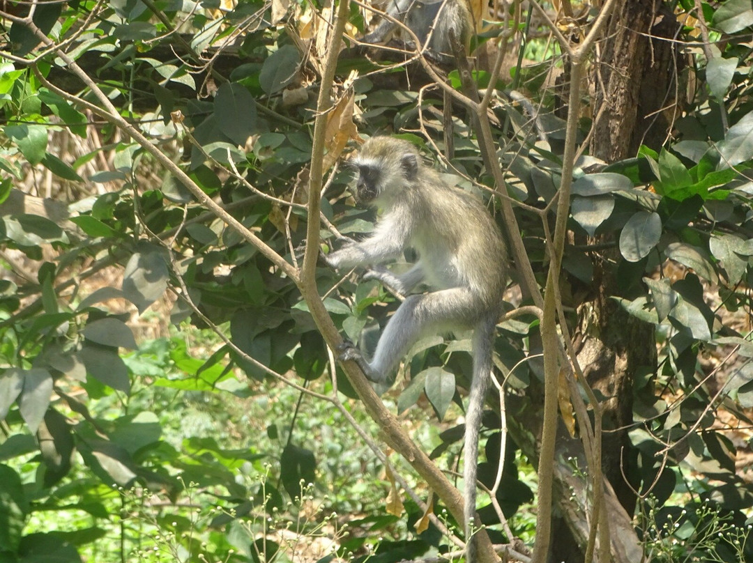 Katambuga Expedition-阿鲁沙必去景点