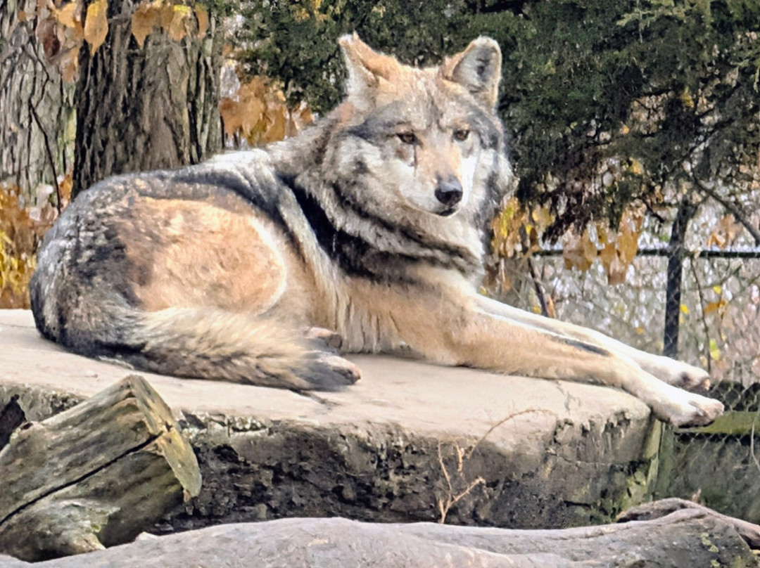 Brookfield Zoo-Brookfield必去景点
