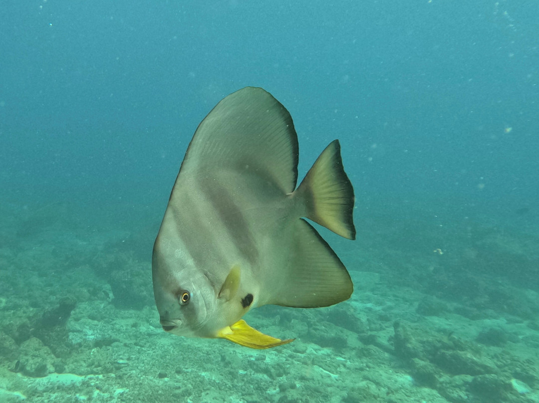 Euro-Divers Club Med Finolhu Villas-马累必去景点