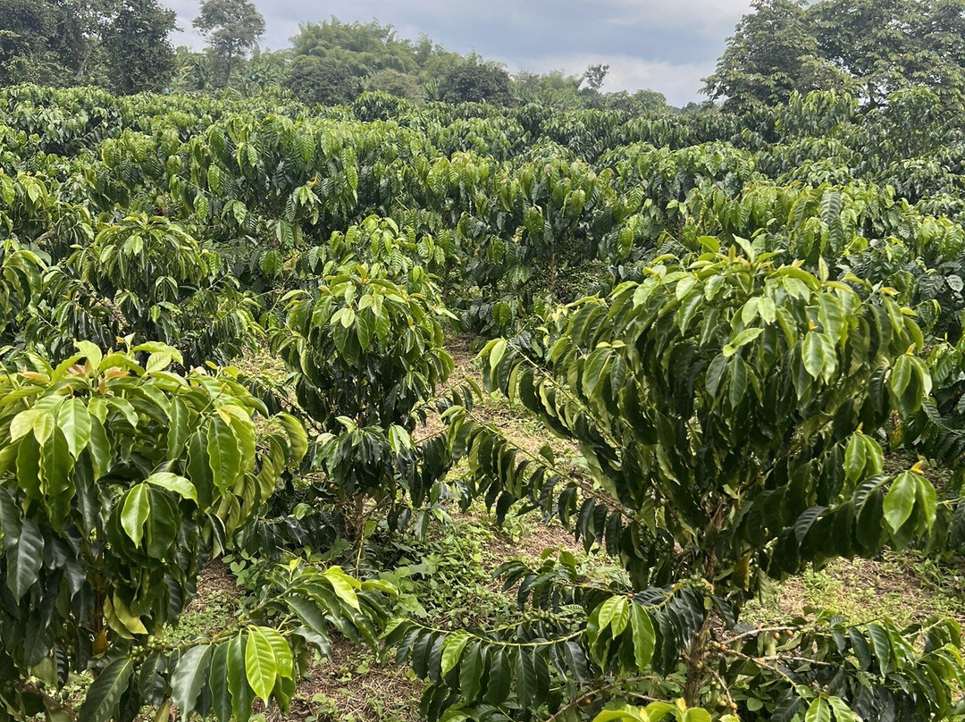 Café La Morelia-El Caimo必去景点