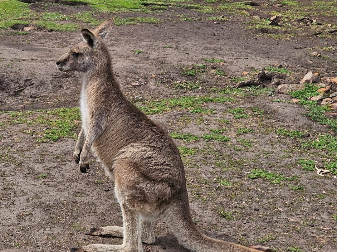 波诺朗野生动物园-Brighton必去景点