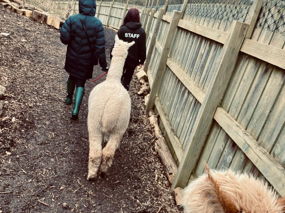 Nanny Sharon's Alpaca Farm C.I.C-Prenton必去景点