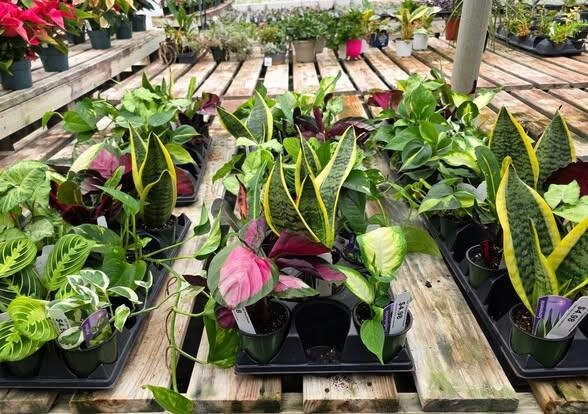 Cox's Plant Farm-Clayton必去景点