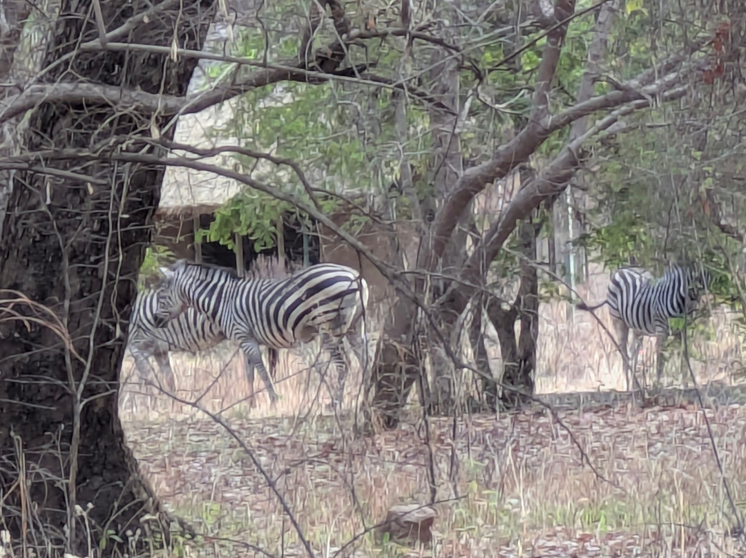 Kuti Wildlife Reserve-沙利马必去景点