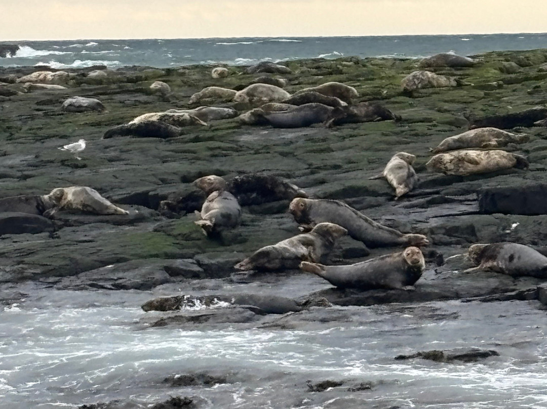 Billy Shiel's Boat Trips-Seahouses必去景点