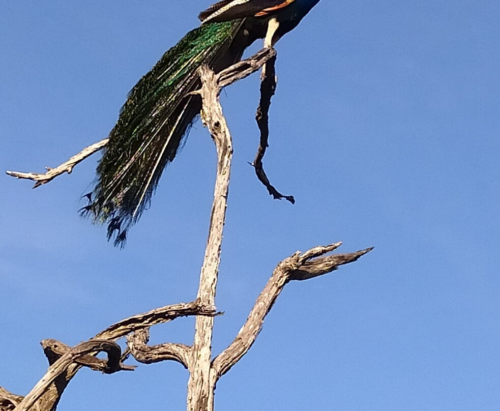 Yala Lahiru Safari-蒂瑟默哈拉默必去景点