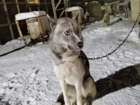 Basecamp Explorer Spitsbergen-朗伊尔城必去景点