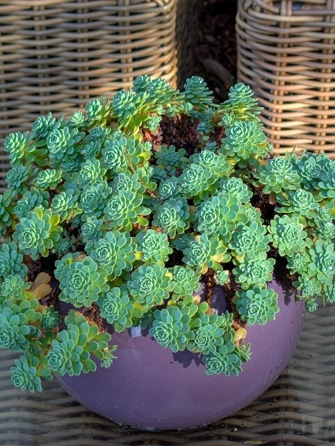 Manoir de la Salle du Roc主图