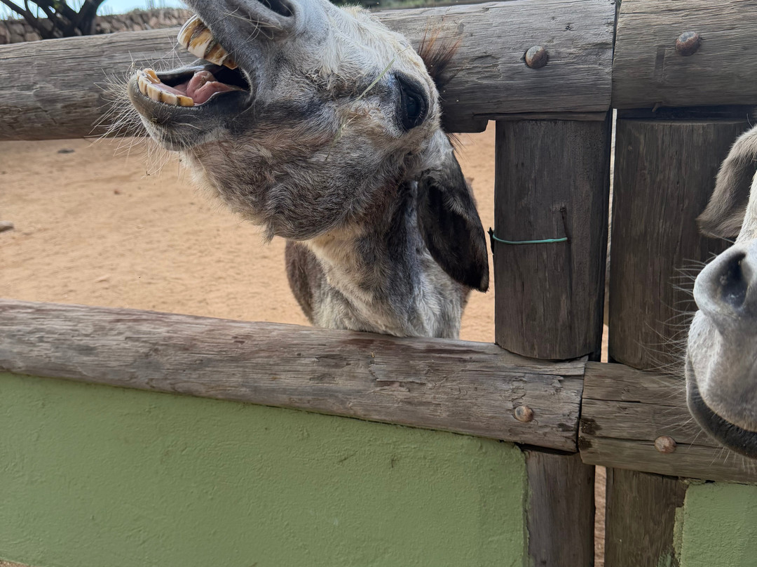 Philip's Animal Garden-Noord必去景点