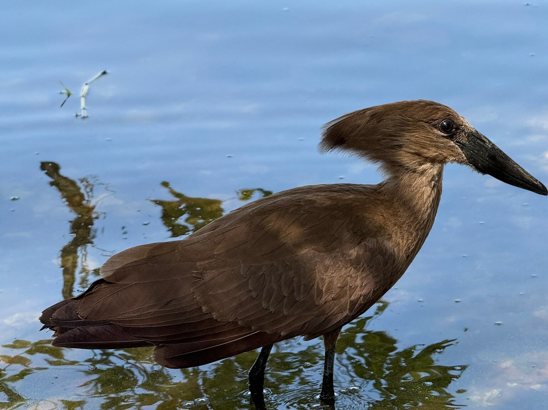 Villa Alpha International Hotel