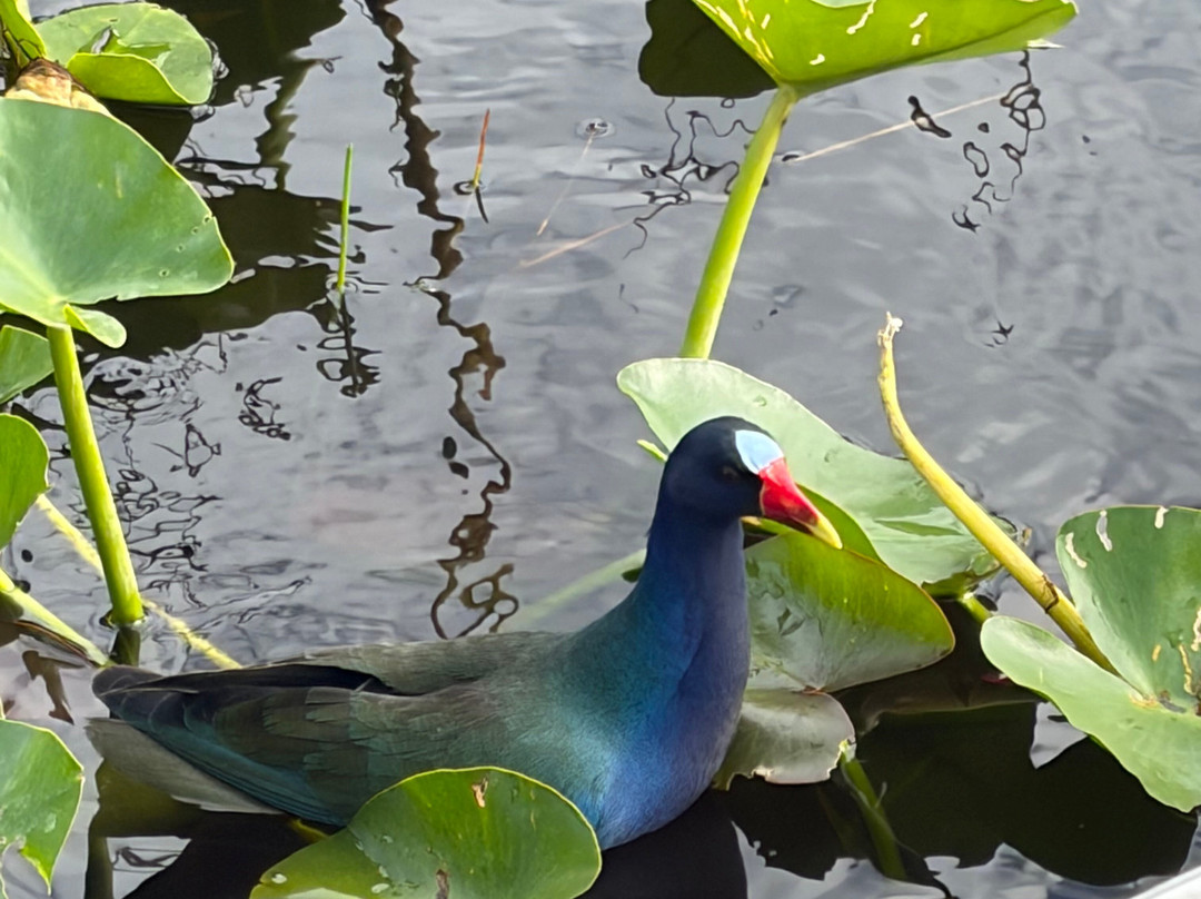 Everglades Swamp Tours-Everglades Wildlife Management Area必去景点
