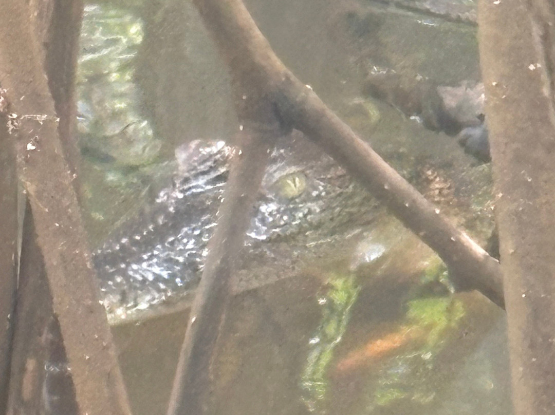 Lucky Boat Safari-班托塔必去景点
