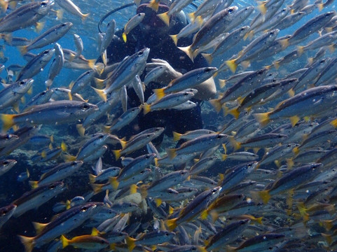 Dive center - Diver Stars-查龙必去景点