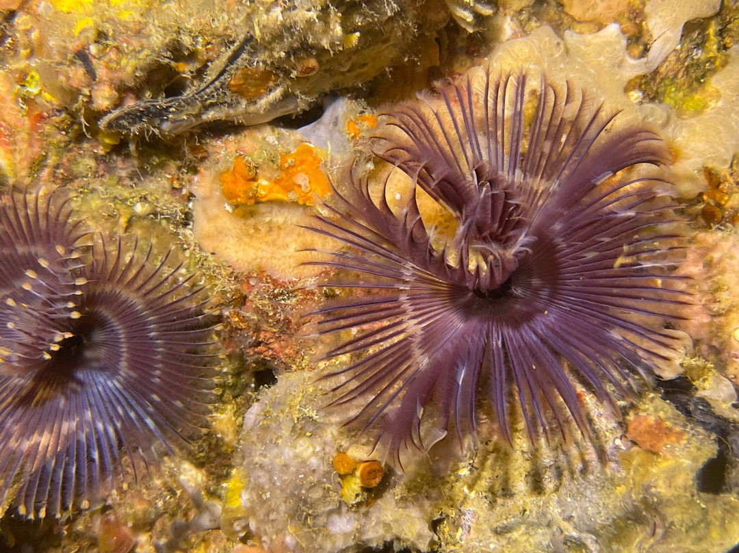 French Kiss Divers-妈妈拍丝瓜岛必去景点