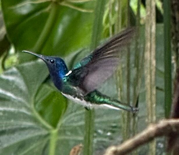 Costa Rica Focus-圣何塞必去景点