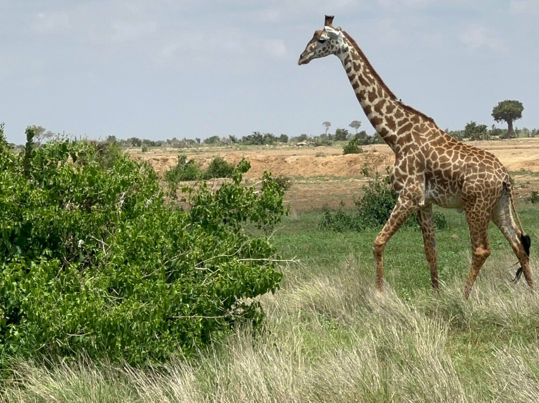 Discovery Kenya con Fragola-瓦塔木必去景点