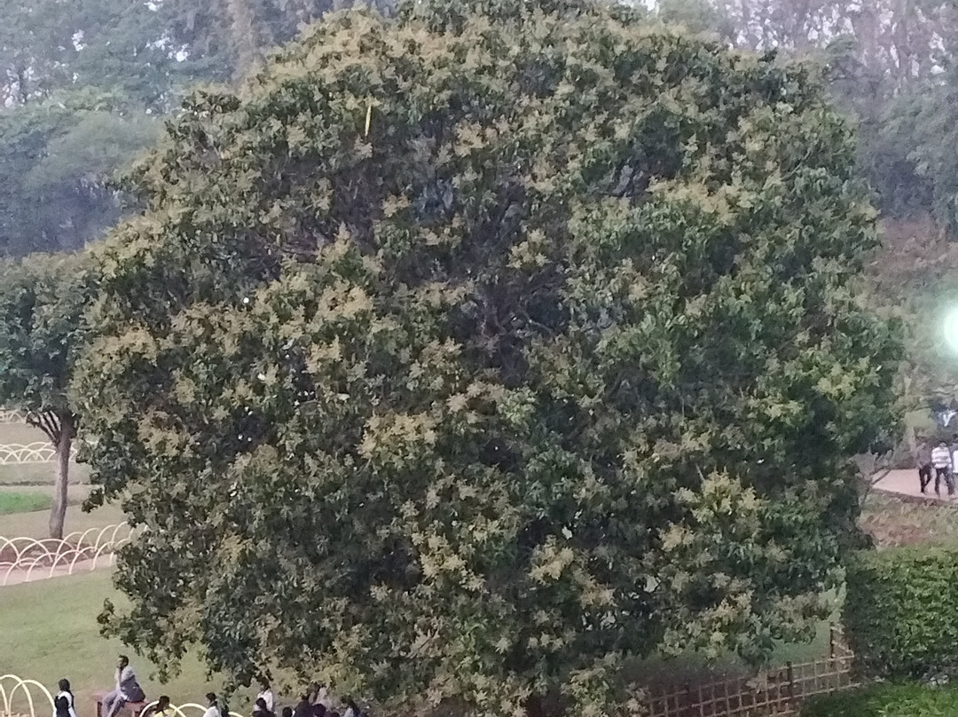 Pune-Okayama Friendship Garden-浦那必去景点