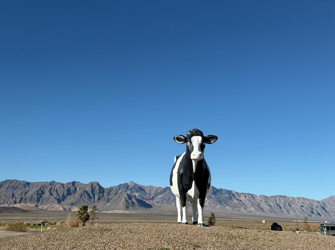 Big Bovine of the Desert