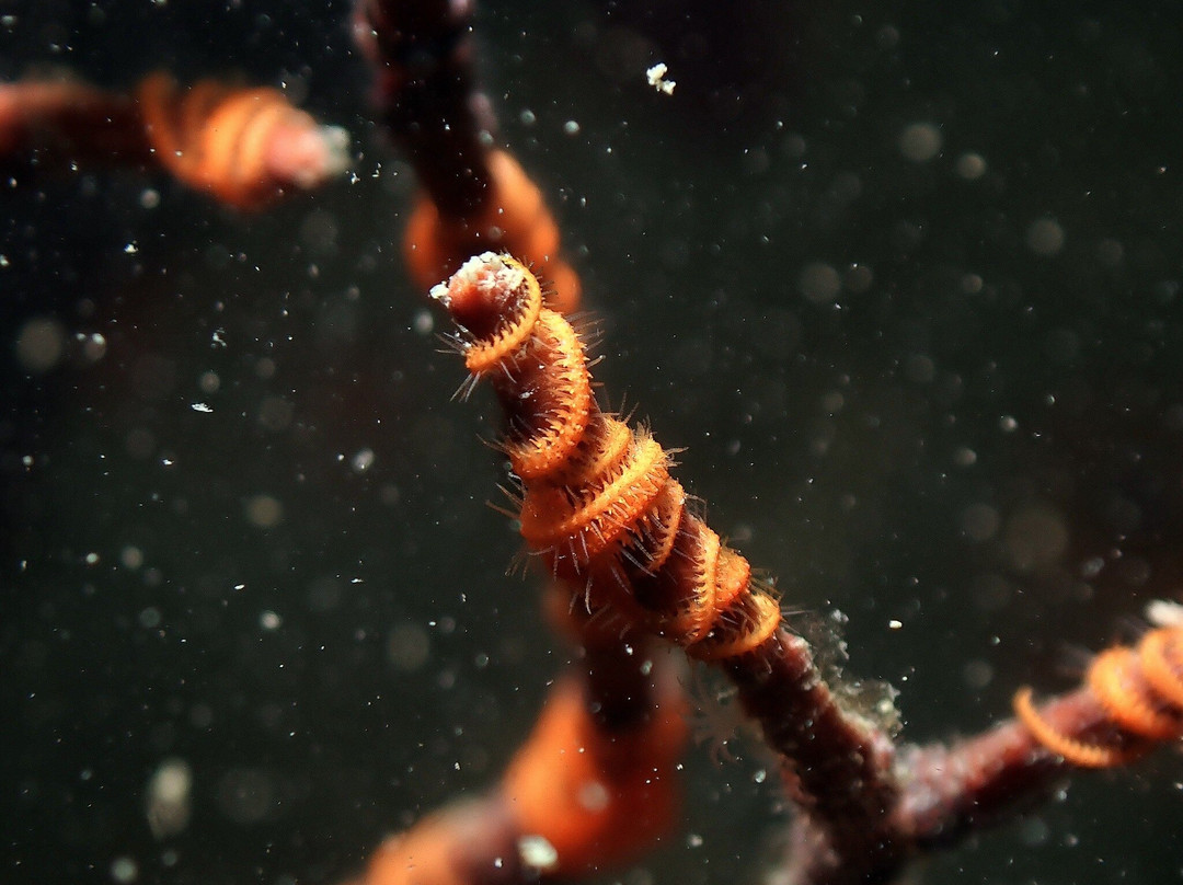 Bubbles Up! Dive center-高龙撒冷岛必去景点