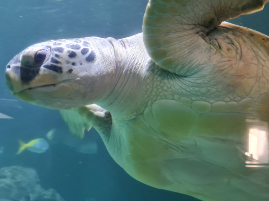Aquarium Wilhelmshaven-威廉港必去景点