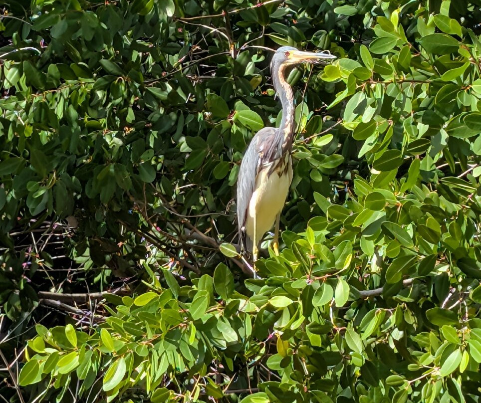 Guardianes De Los Manglares De Dzinintún-塞莱斯顿必去景点