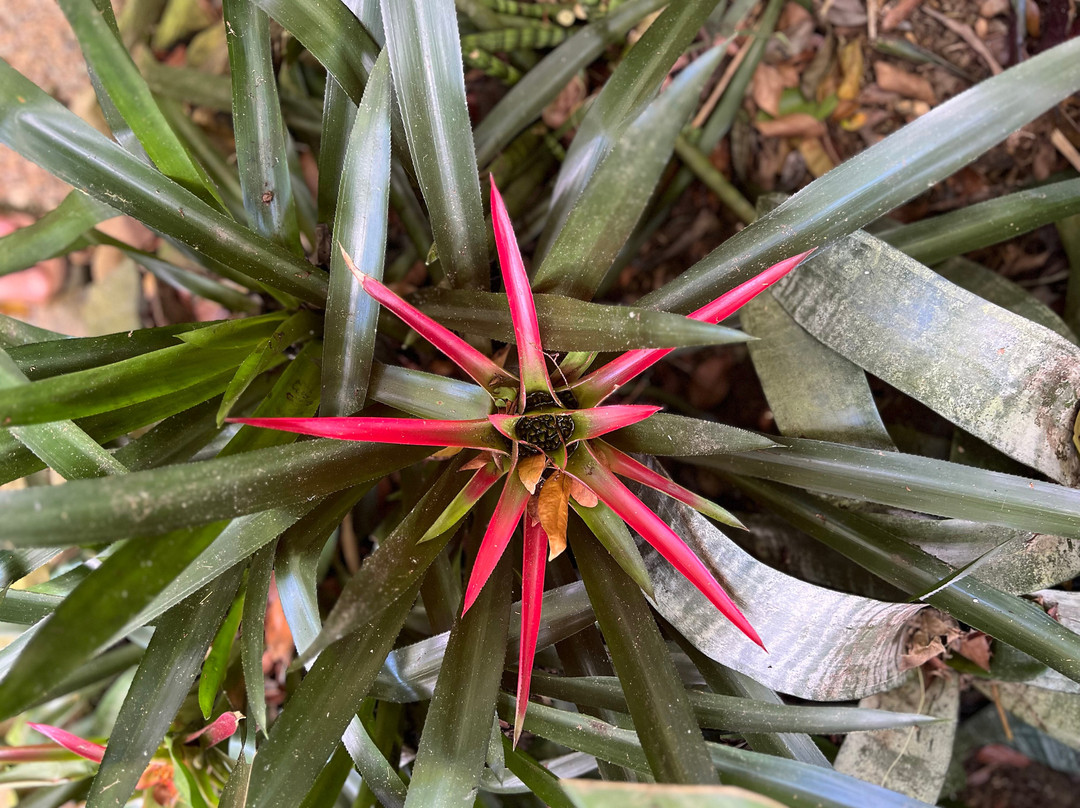 Phantasea Tropical Botanical Garden-圣 托马斯必去景点