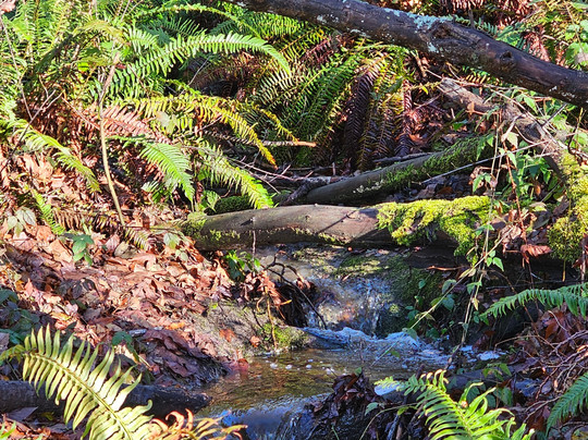 St edward state park-Kenmore必去景点
