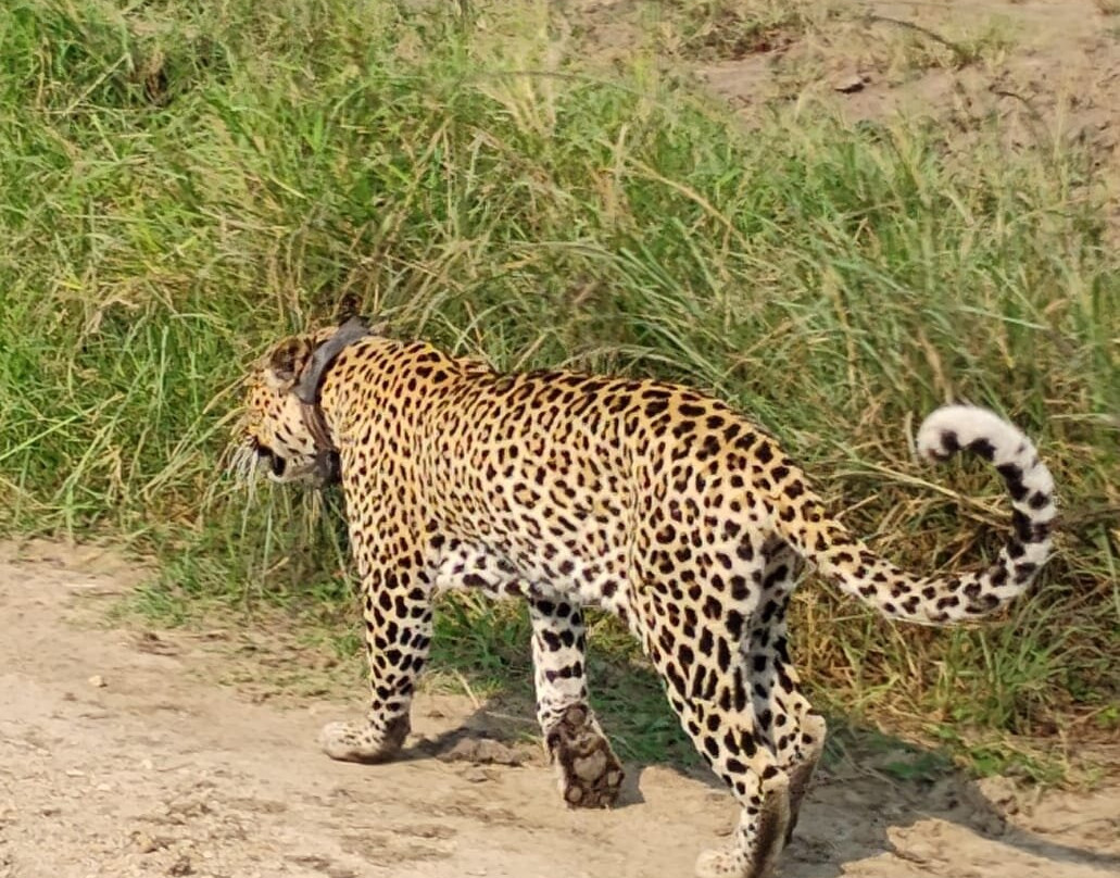 Kabaffulo Safaris-Katunguru必去景点