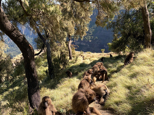Ras Dejen Ethiopia Trekking-贡德尔必去景点