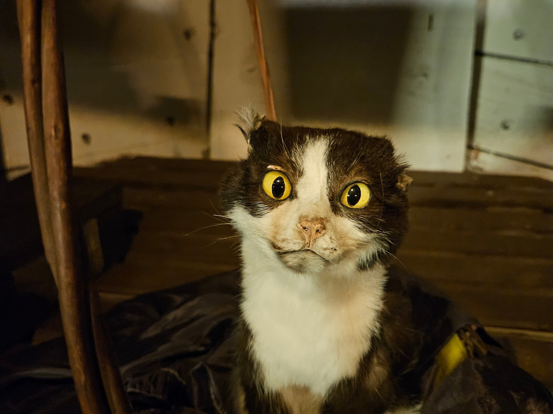 Dunbrody Famine Ship Experience-新罗斯必去景点