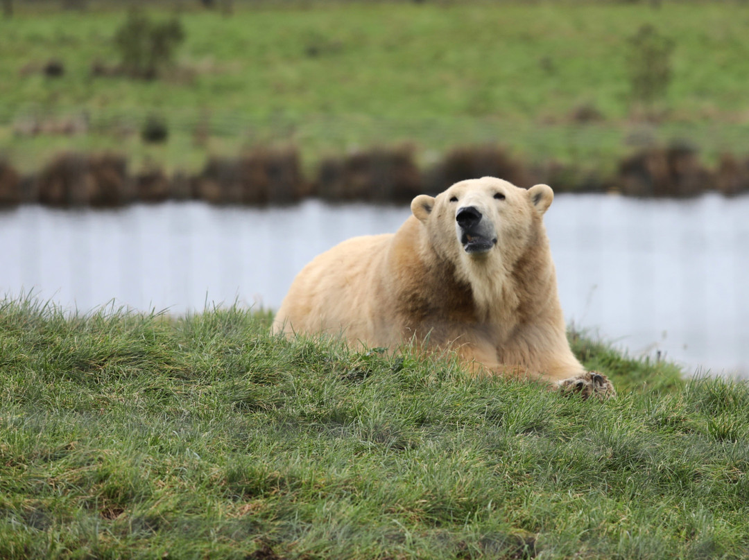 Jimmy's Farm & Wildlife Park-伊普斯威奇必去景点