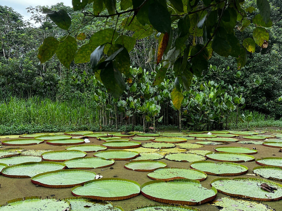 Amazon Maguta Jungle Lodge-莱蒂西亚必去景点