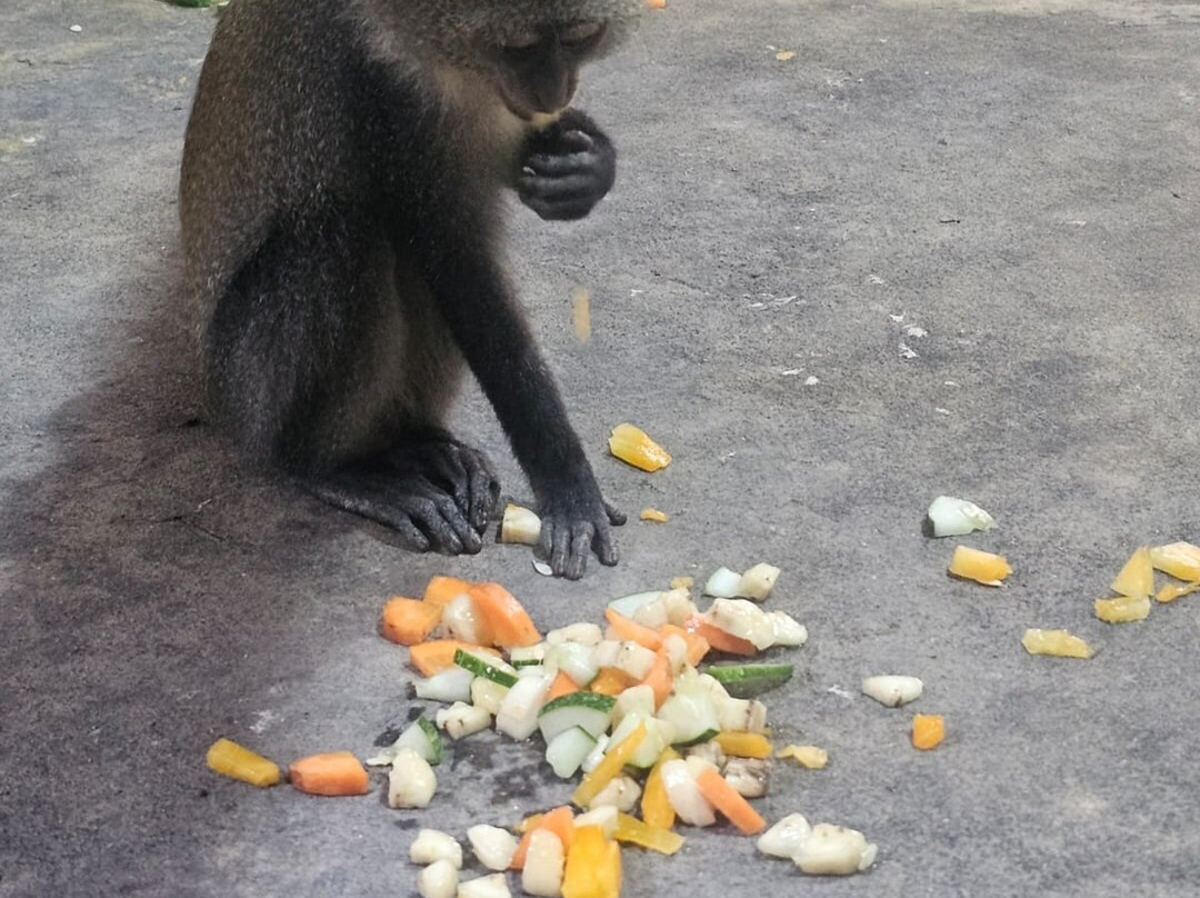 猎豹动物园-桑给巴尔岛必去景点