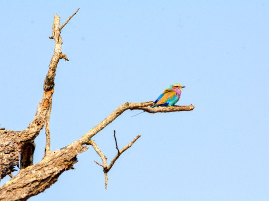 African Safari Group-开普敦必去景点