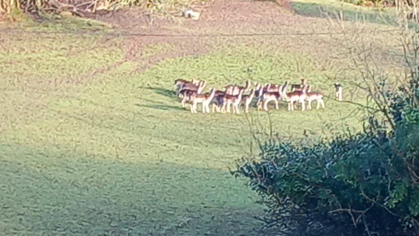 Elfordleigh Hotel-官方