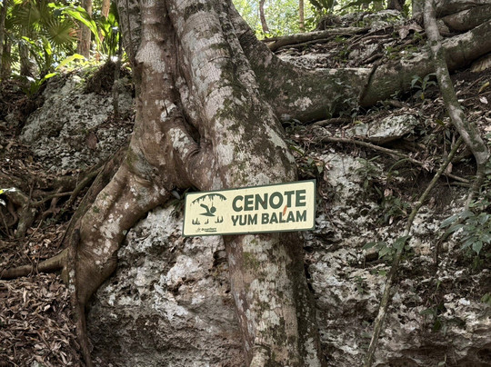 海洋观鲸鲨之旅-坎昆必去景点