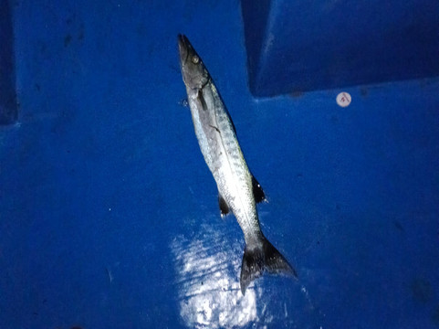 Dolphin Boat Trips Adventures North Goa-Nerul必去景点