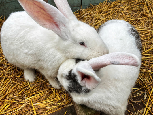 Middle England Farm Alpacas-Henley in Arden必去景点