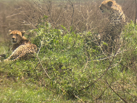 Monkey Adventures-莫西必去景点