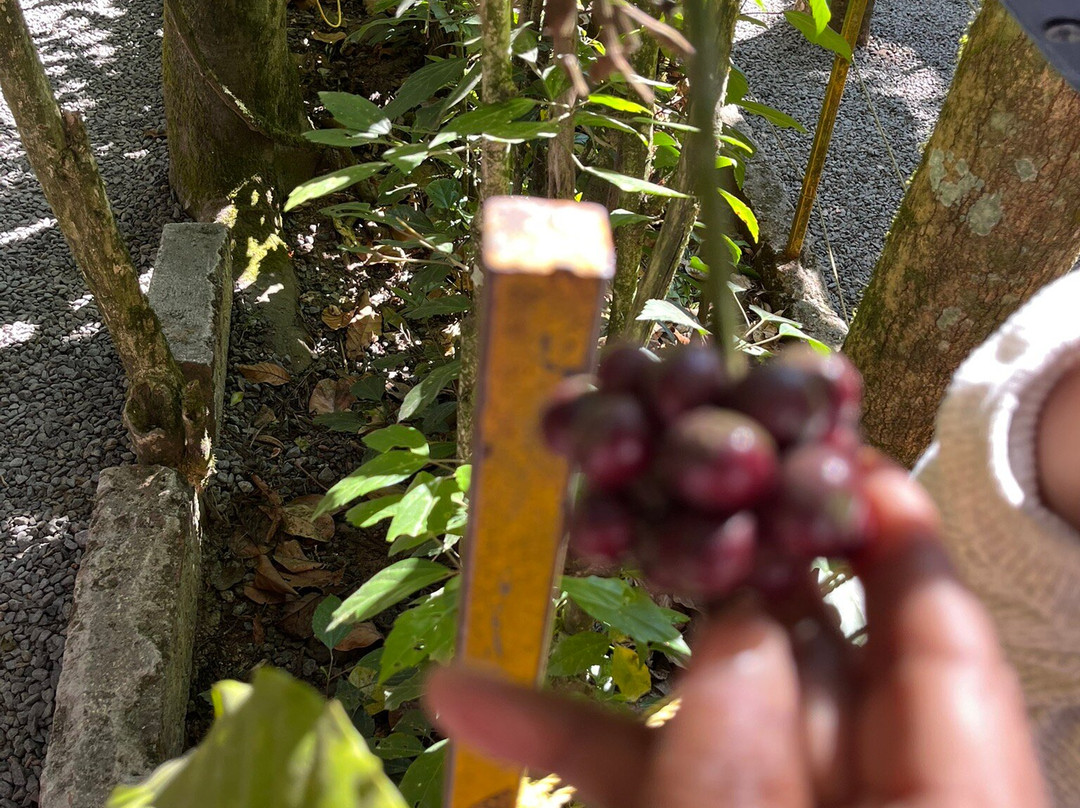 Periyar Spice & Ayurvedic Garden-Kumily必去景点